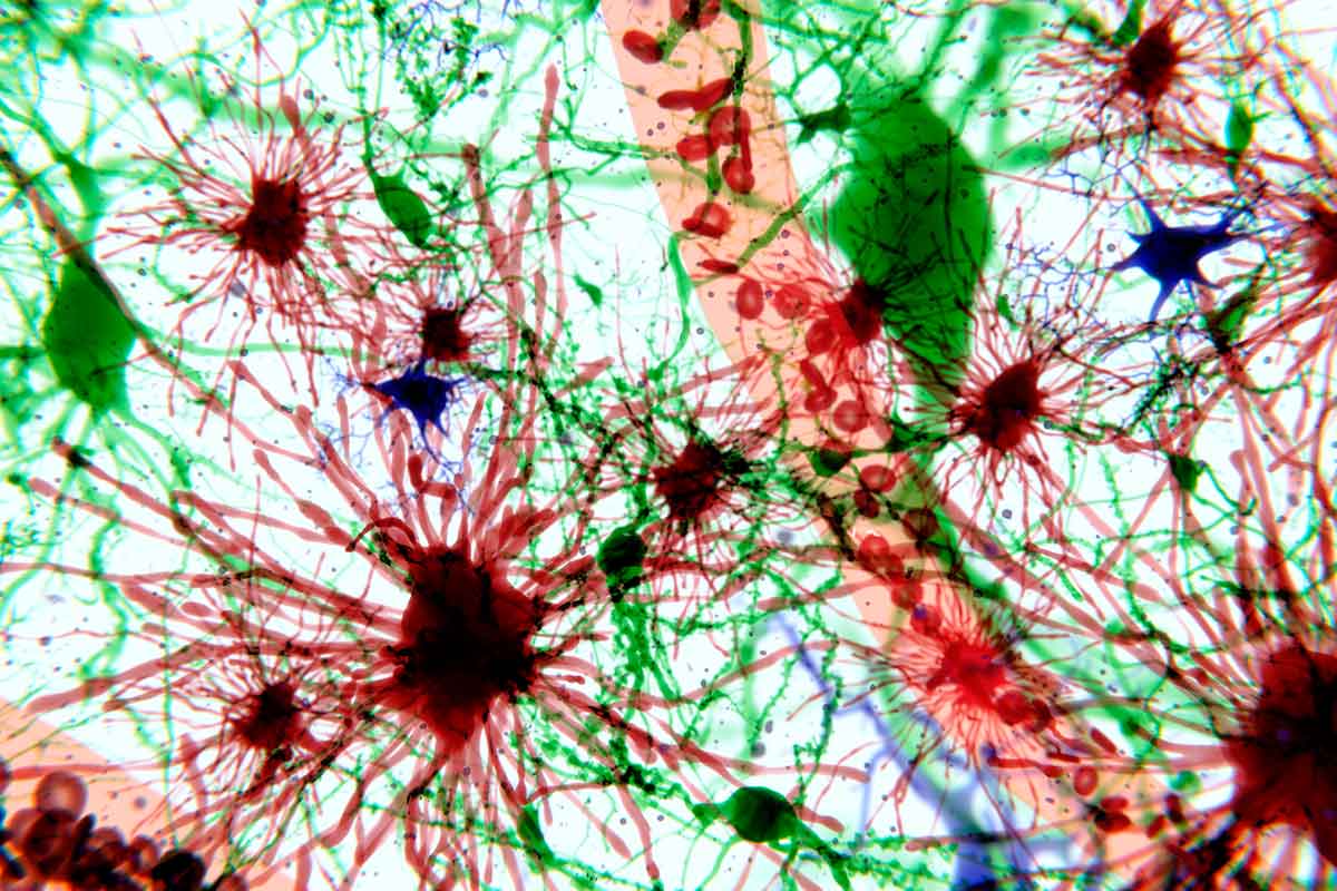 Cells in the brain