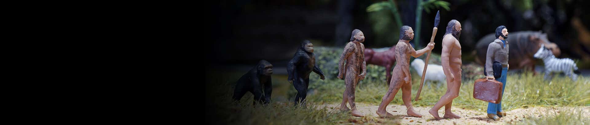 Human evolution