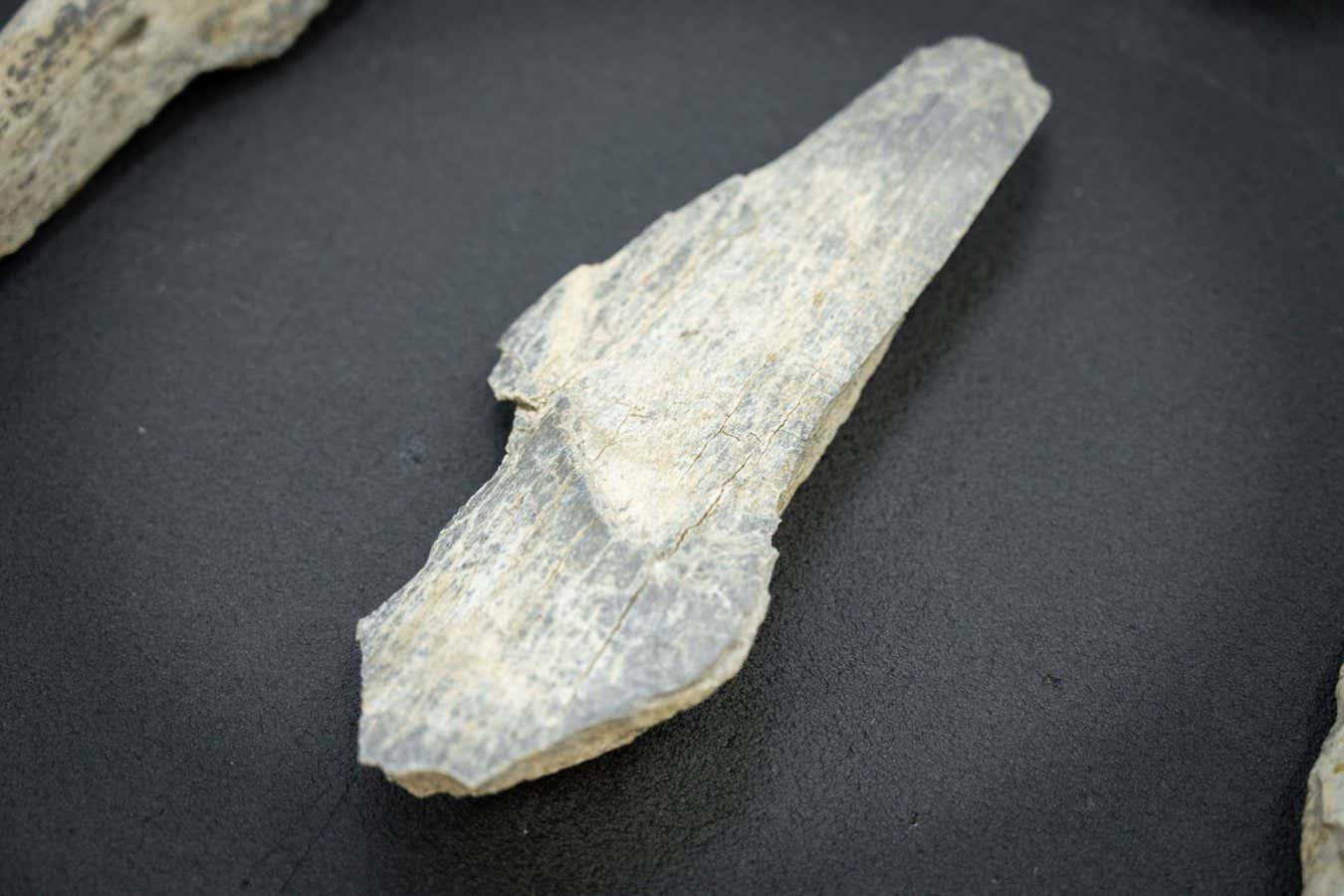 A bone that appears to have been fashioned into a tool, dating back 1.5 million years