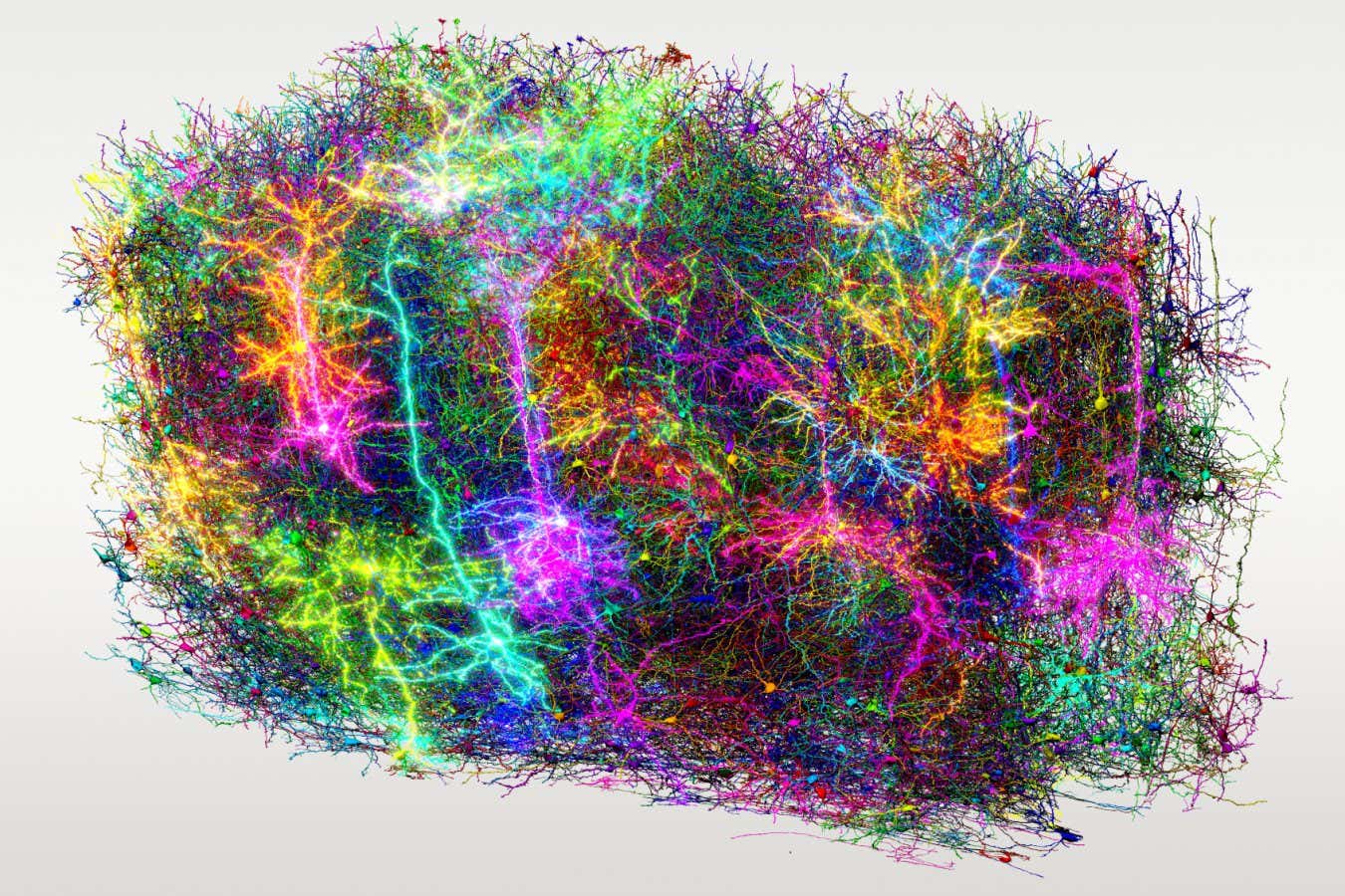 An artistic respresentation of more than 1000 cells from the map, with each neuron being a different colour