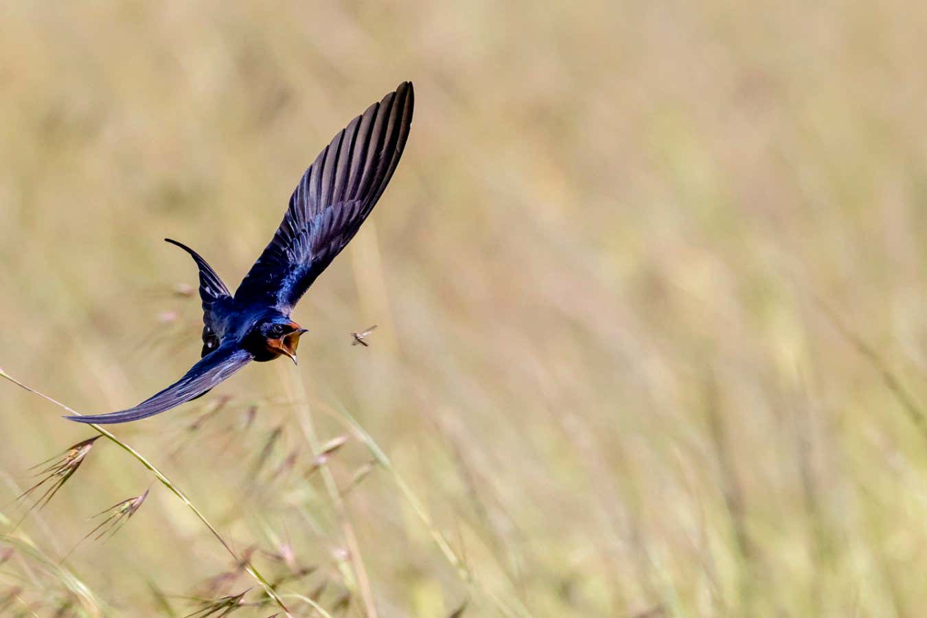 Swallow (Hirundo rustica) in flight chasing a Tsetse fly (Glossina sp.), Kenya, Africa.