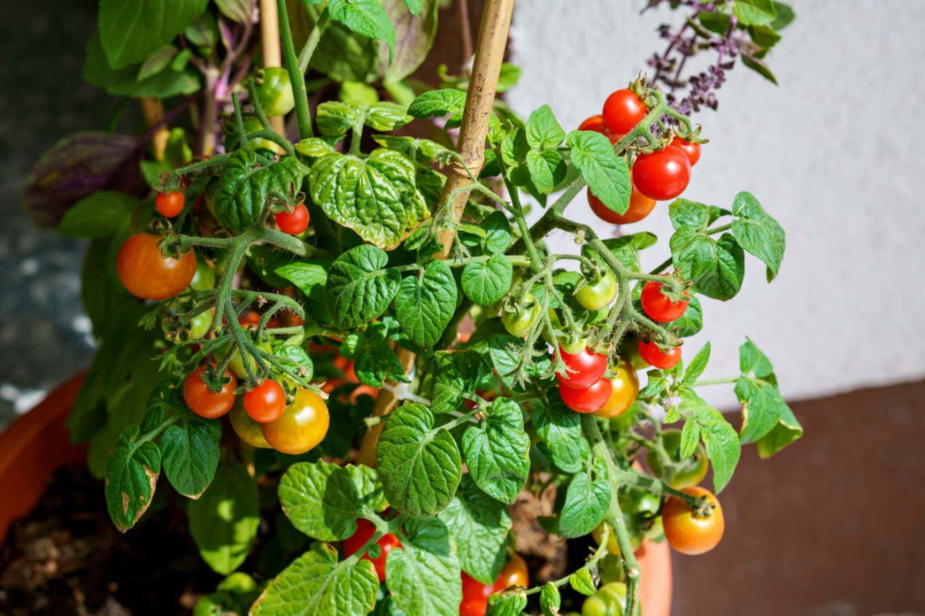 Lovely small cherry tomato plant together with basil herbs with ripe and tasty tomatoes on it.; Shutterstock ID 2340020523; purchase_order: -; job: -; client: -; other: -